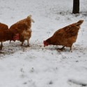 How to Take Care of Your Chickens During the Winter