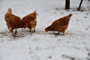 Backyard Chickens How to Take Care of Your Chickens During the Winter