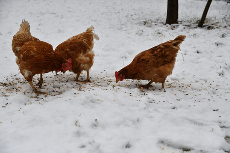 How to Take Care of Your Chickens During the Winter