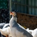 4 Tips for Keeping Guinea Fowl with Chickens