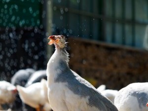 4 Tips for Keeping Guinea Fowl with Chickens