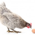 4 Reasons Why Your Chicken Stopped Laying Eggs