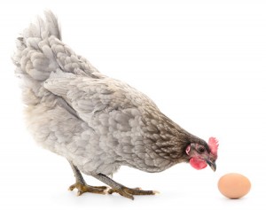 4 Reasons Why Your Chicken Stopped Laying Eggs