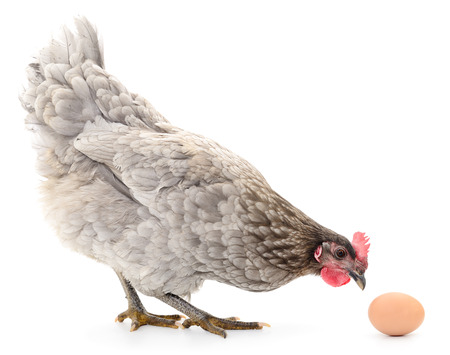 4 Reasons Why Your Chicken Stopped Laying Eggs