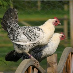Egyptian Fayoumi Chickens