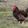Jubilee Orpington - Image 6