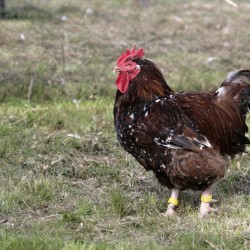 Jubilee Orpington Chicken