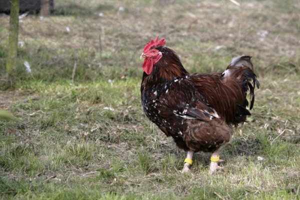 Jubilee Orpington Chicken