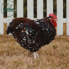 Jubilee Orpington - Image 2