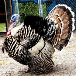 Narragansett Turkey