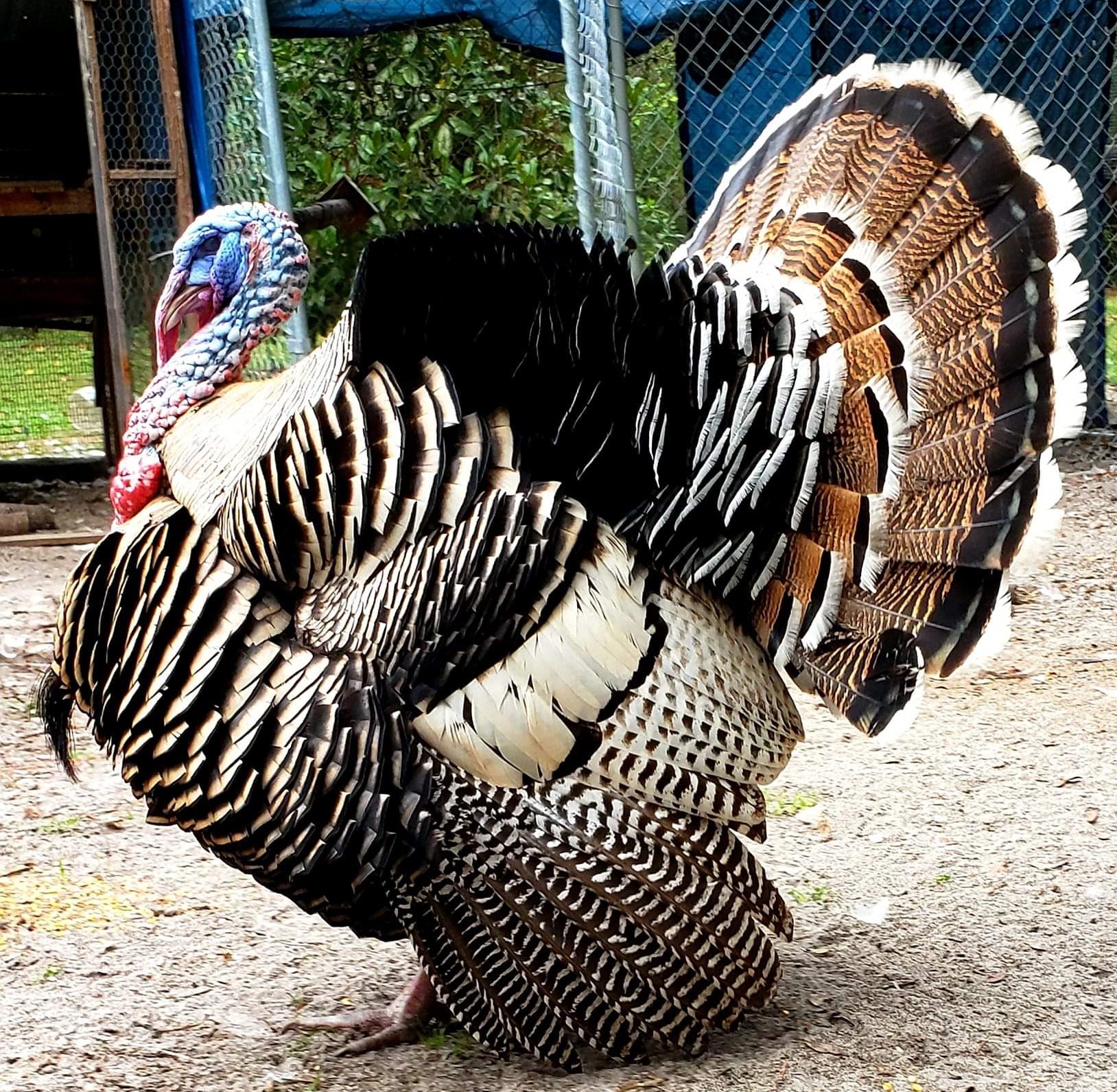 Narragansett Turkey Poults For Sale