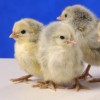 Silver Spangled Hamburg Chicks