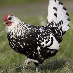 Silver Spangled Hamburg Chickens