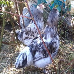 Splash Ameraucana Chickens