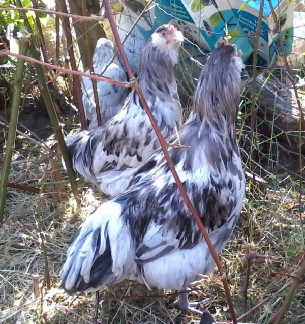 Splash Ameraucana Chickens