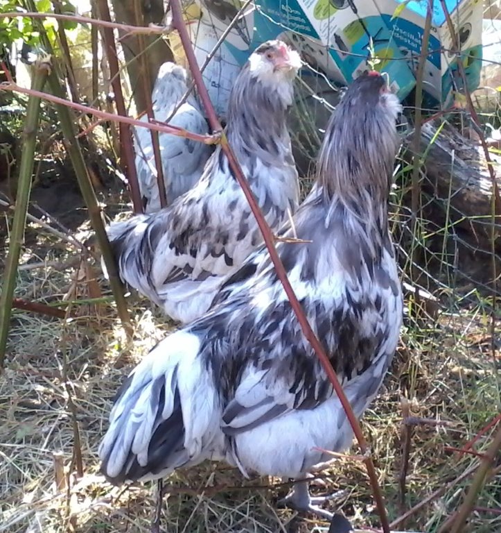 Splash Ameraucana Chicks For Sale Chickens For Backyards