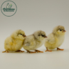 Splash Ameraucana - Image 2