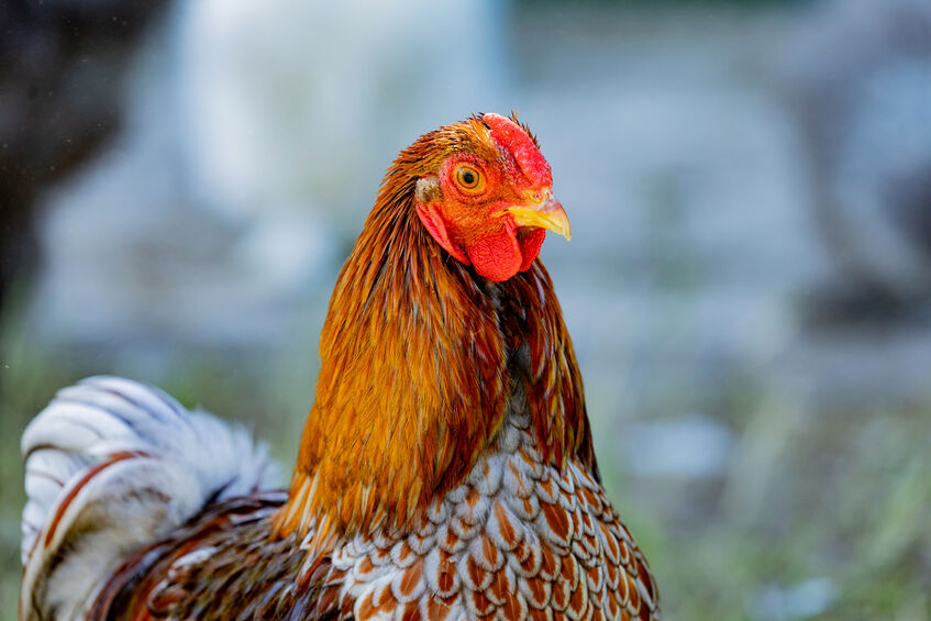 Splash Laced Red Wyandotte Chickens For Sale | Chickens For Backyards