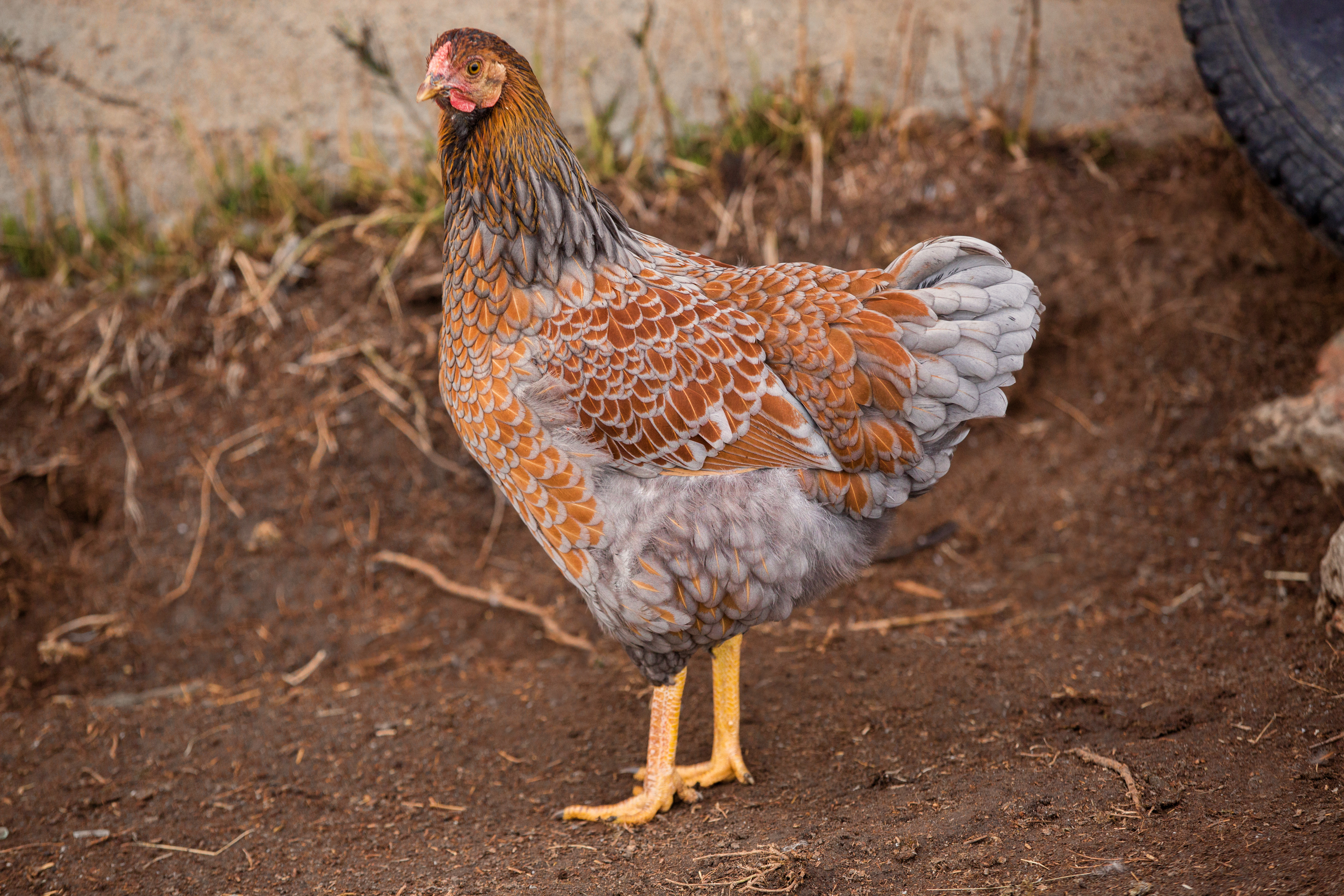 Laced Red Chickens For Sale | For Backyards