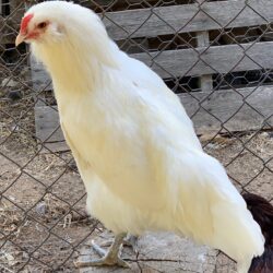 White Ameraucana