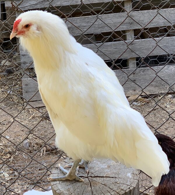 White Ameraucana