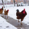What Not to Do with Your Chickens in Winter