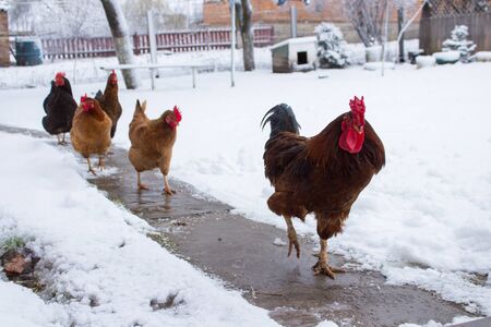 What Not to Do with Your Chickens in Winter