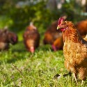 Understanding the Chicken Pecking Order