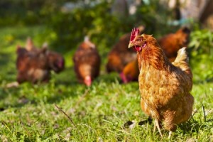 Understanding the Chicken Pecking Order