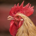 Understanding Chicken Combs