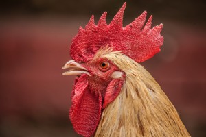 Understanding Chicken Combs