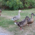 Tips for Raising Chickens and Ducks Together