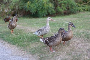 Tips for Raising Chickens and Ducks Together