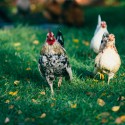 Herbicides, Pesticides, and Your Chickens