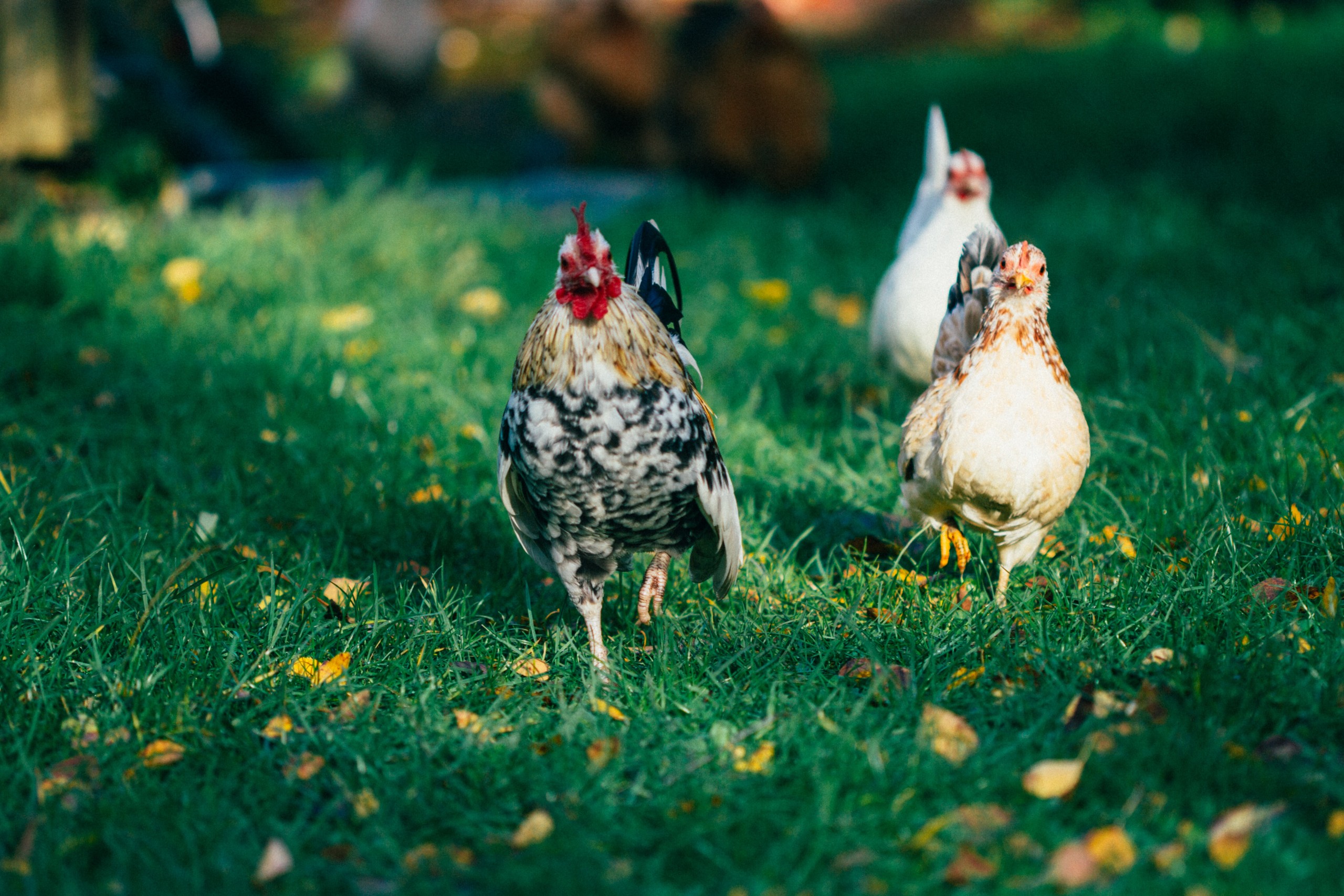 Herbicides, Pesticides, and Your Chickens