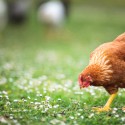 Training Your Chickens to Return to the Coop