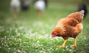 Training Your Chickens to Return to the Coop