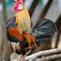 Everything You Need to Know About Rooster Spurs