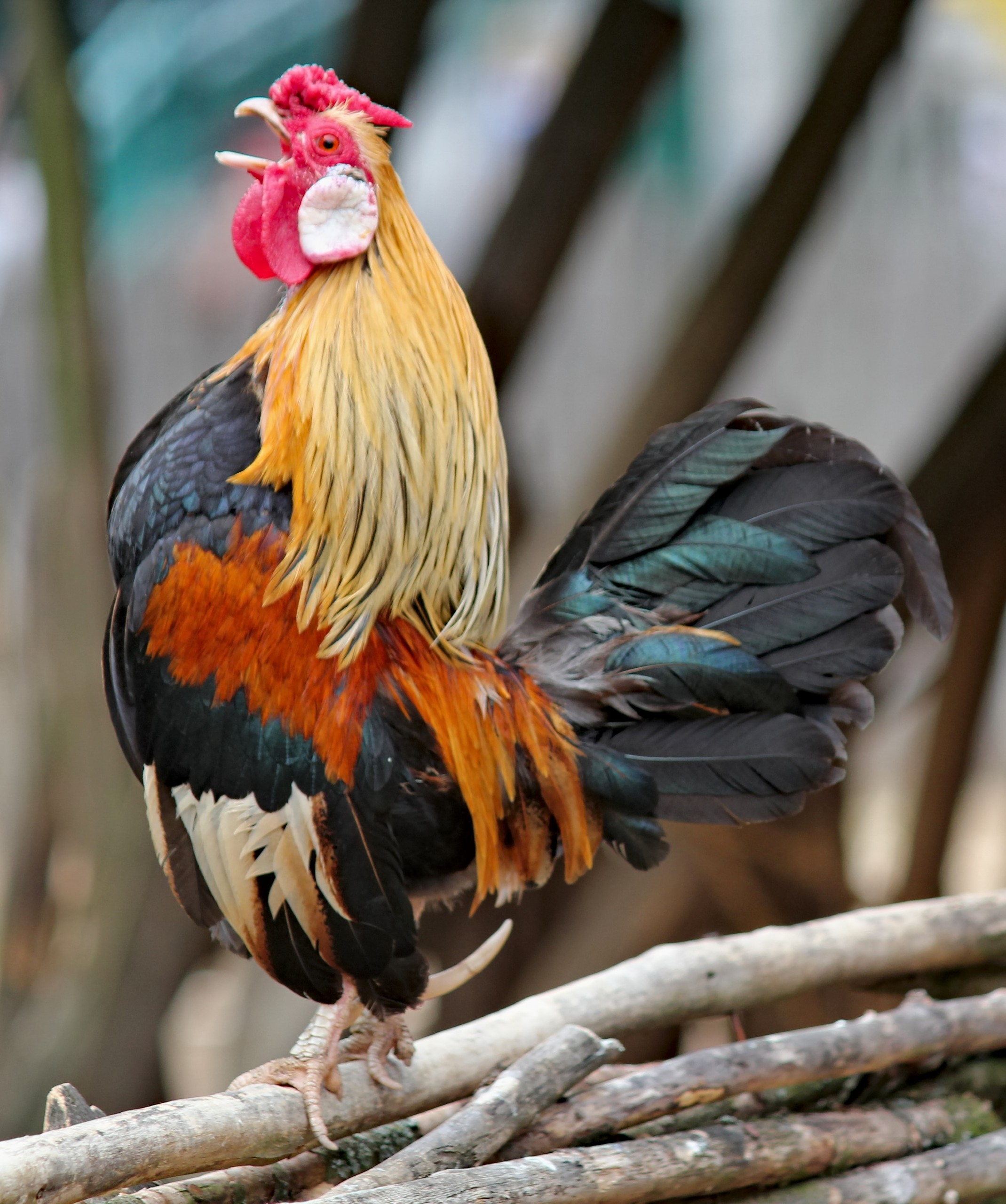Everything You Need to Know About Rooster Spurs