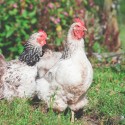 The Environmental Benefits of Raising Backyard Chickens