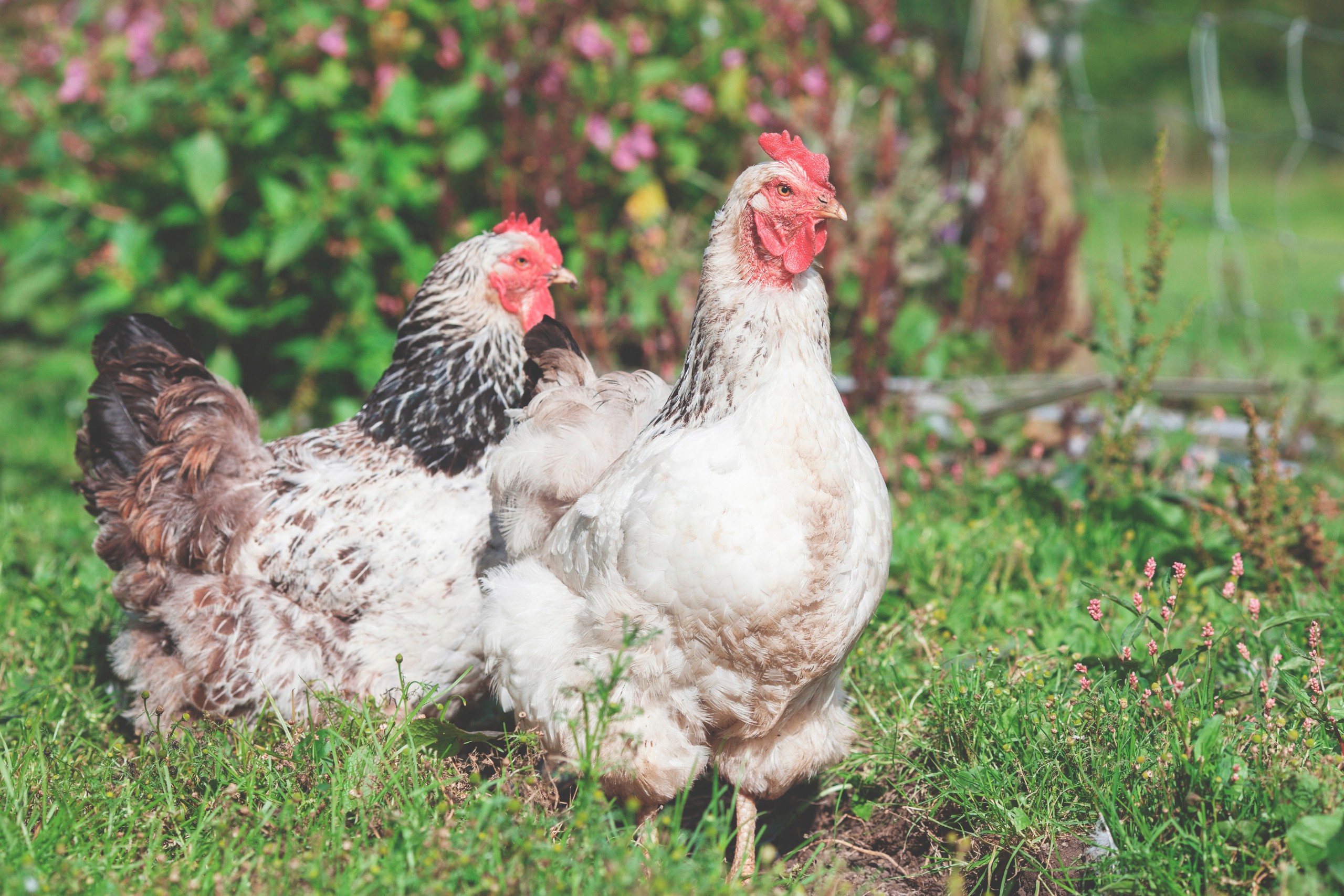 The Environmental Benefits of Raising Backyard Chickens