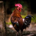 The Pros and Cons of Having a Rooster
