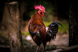 The Pros and Cons of Having a Rooster