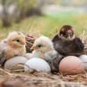 6 Tips for Breeding Chickens
