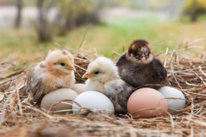 6 Tips for Breeding Chickens