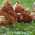 A Beginner's Guide to Owning and Raising Backyard Chickens