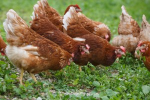 A Beginner's Guide to Owning and Raising Backyard Chickens