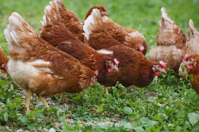 A Beginner’s Guide to Owning and Raising Backyard Chickens Chickens