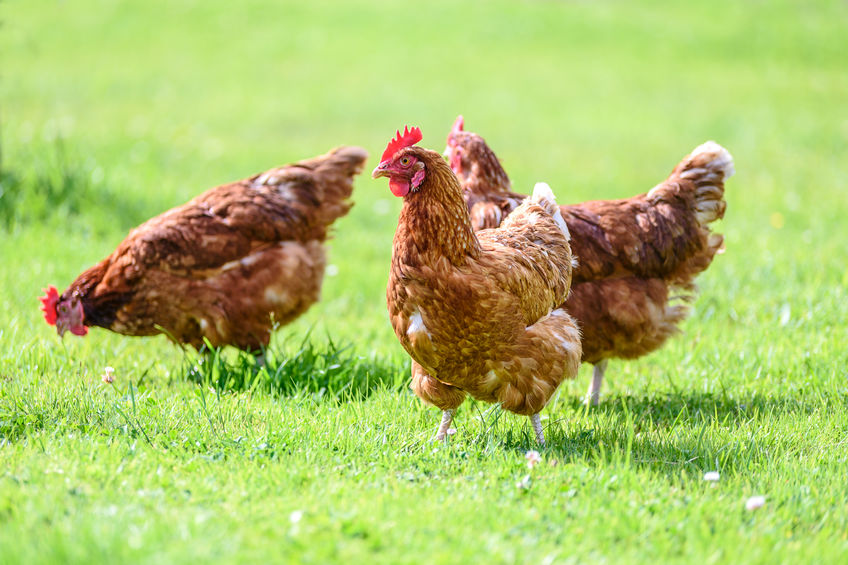 How to Stop Your Chickens From Eating Eggs