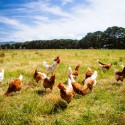 4 Factors that Impact Chicken Life Expectancy